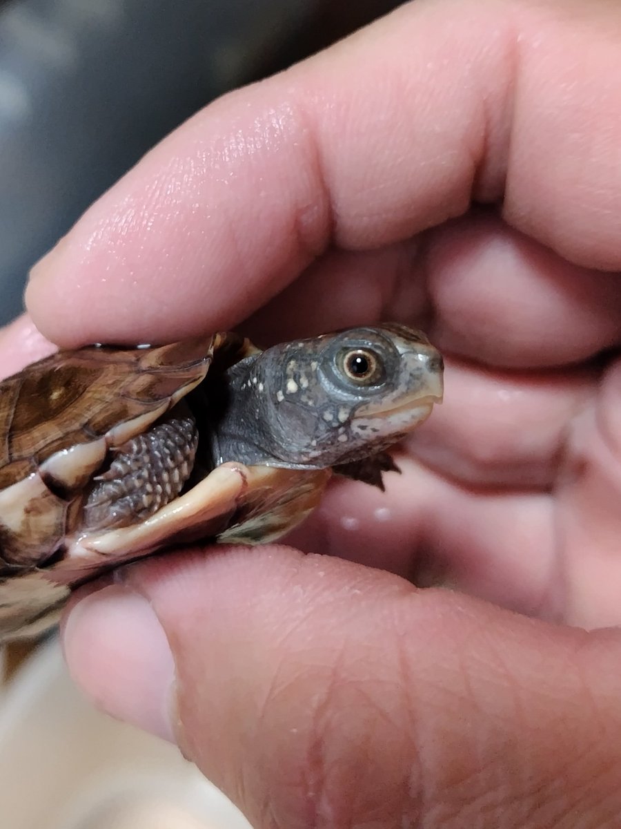 34_wgnc's tweet image. これからの成長がとても楽しみな個体でポッシブルヘテロt＋アルビノです。　(^⁠_⁠^)
#トウブハコガメ 
#Easternboxturtle 
#Terrapenecarolinacarolina 
#burikura