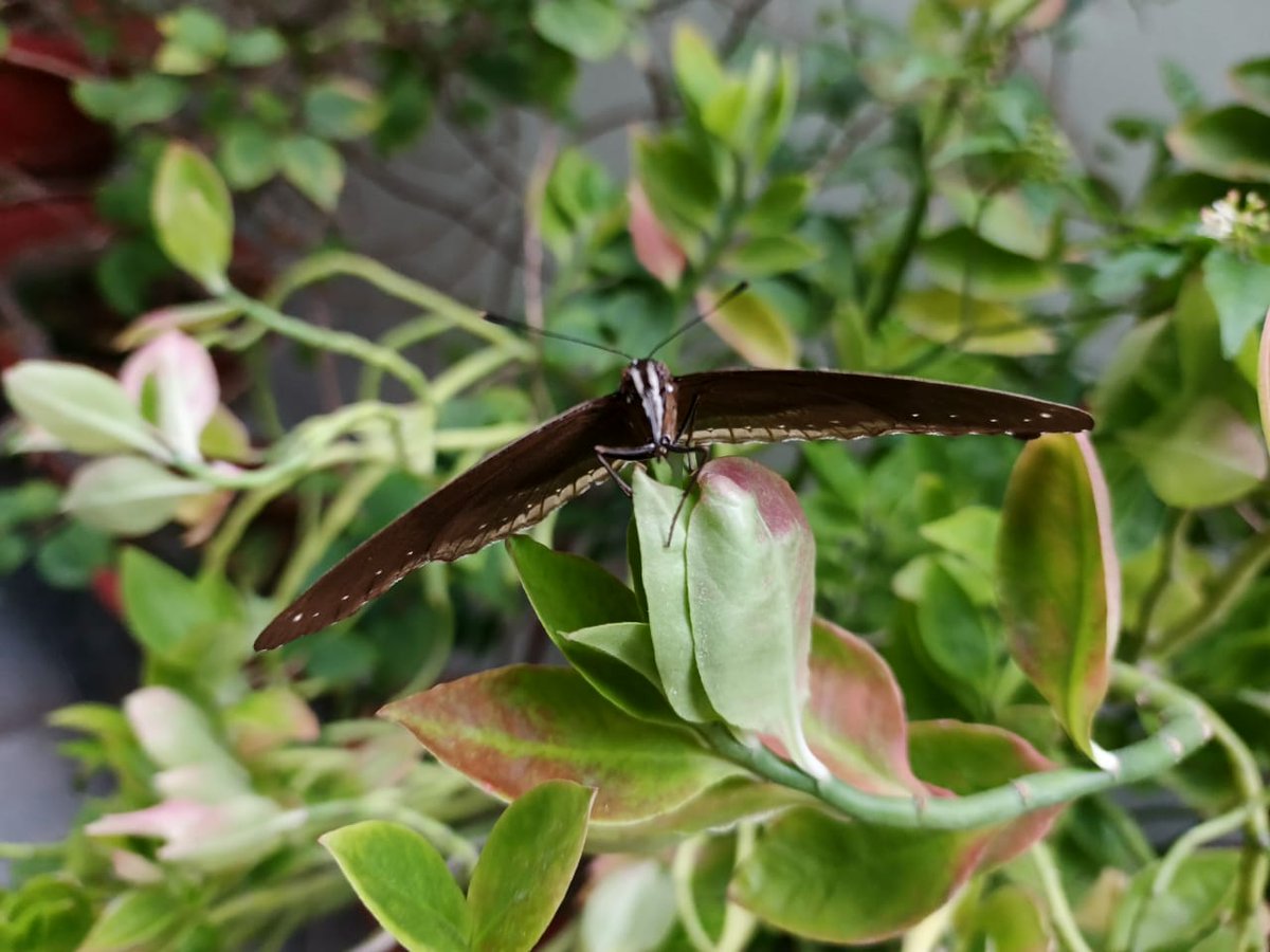 sciencetoda's tweet photo. Butterfly 
Hypolimnas bolina (Linnaeus, 1758) https://t.co/akqgmtu6yv