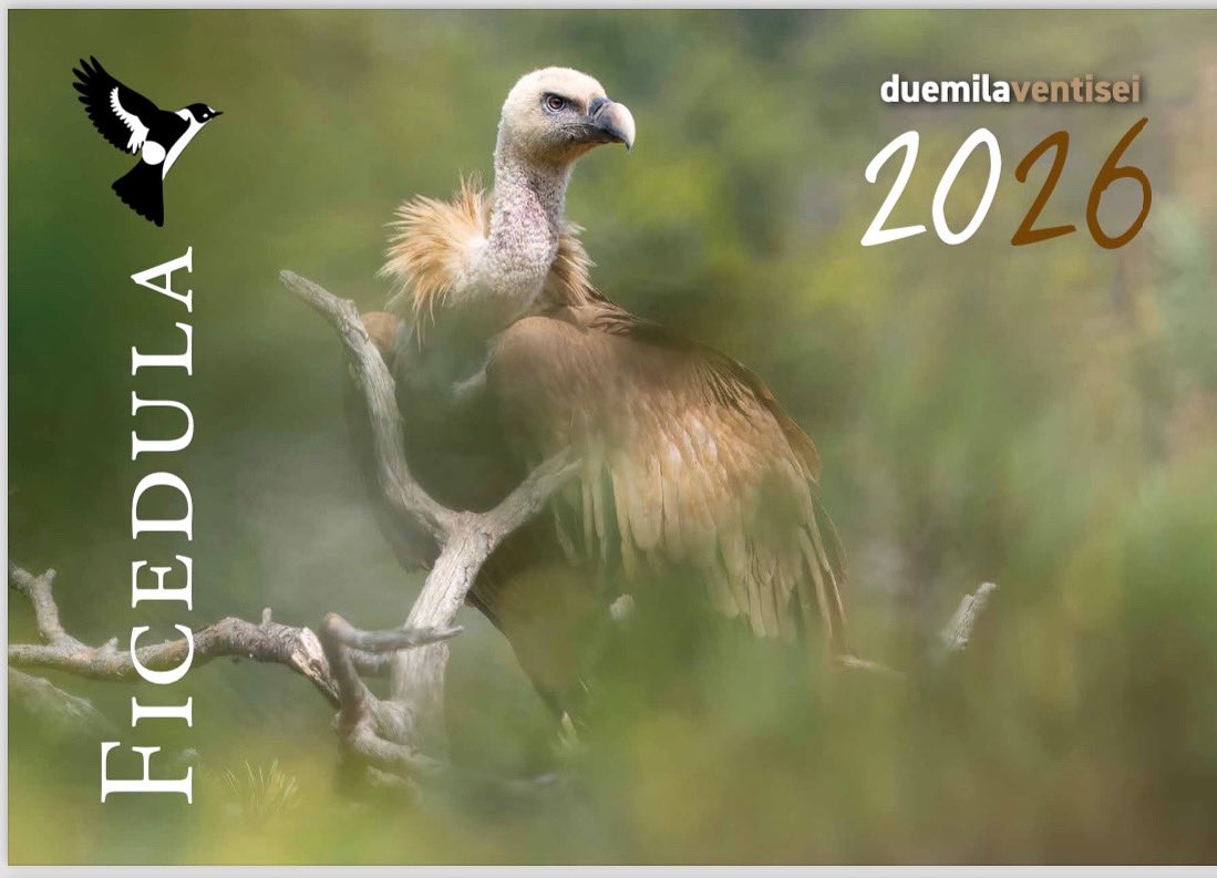 Ora che li state ricevendo possiamo svelare la copertina del nostro calendario 2026: uno splendido Grifone di @paolad_65 🤩
Grazie Paola e grazie a tutti coloro che hanno inviato i loro scatti 🙏🏻
I ricavati di questo calendario aiutano tutte le attività della nostra associazione