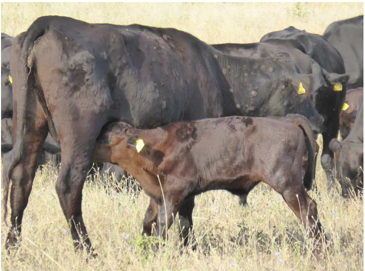 ¿Necesitas información sobre la Dermatosis Nodular Contagiosa? Aquí tienes documentos de interés:  uaga.eus/informacion-so…

Dermatosi nodular kutsakorrari buruzko informazioa.- uaga.eus/eu/informacion…