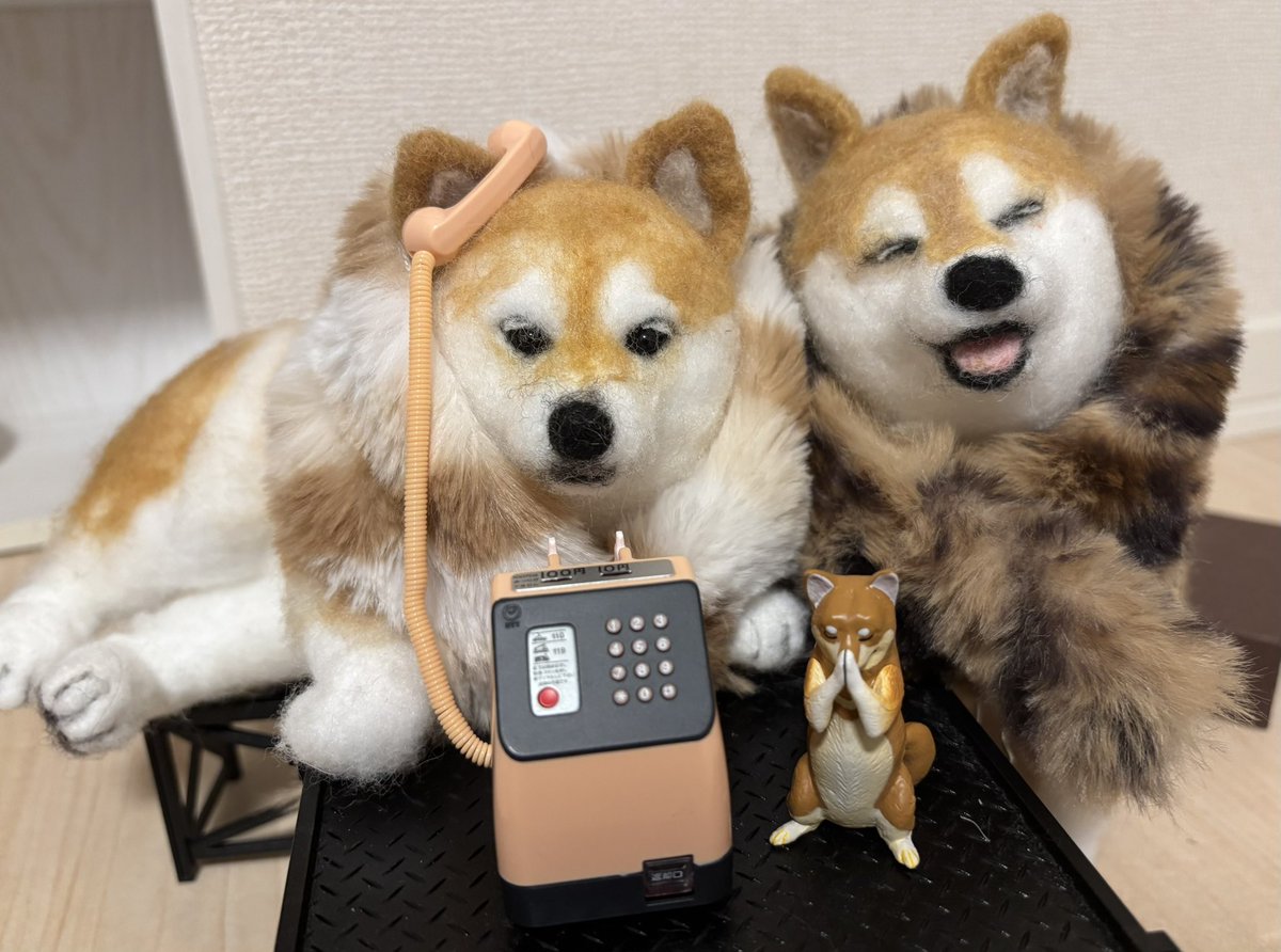 柴犬 ちいちゃん日記 (@LRYYgQzh4l9izb3) / Posts / X