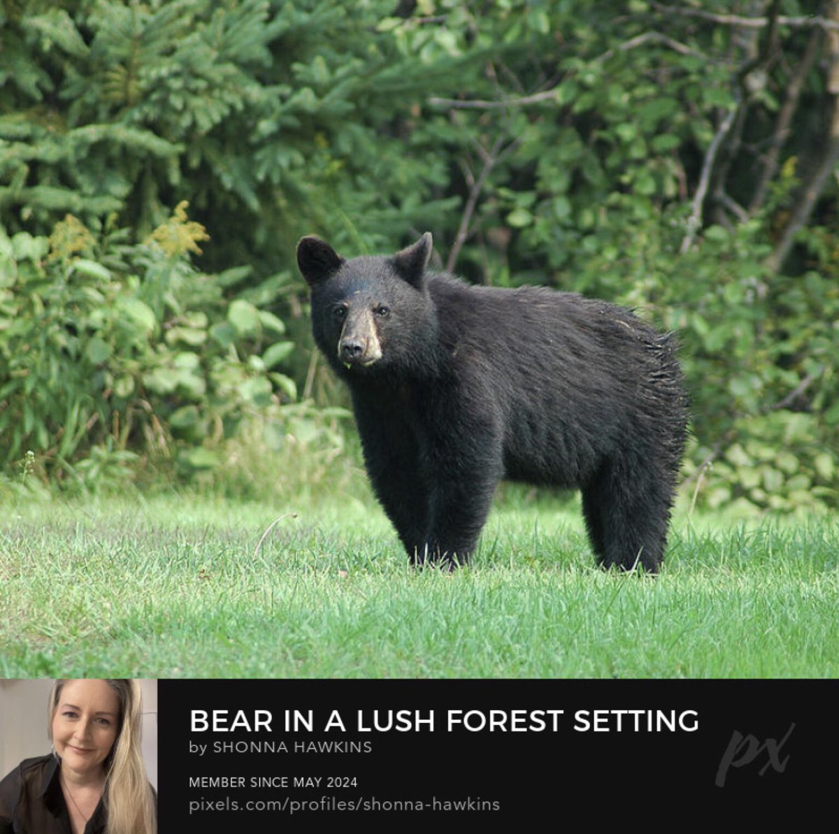 shonna99784's tweet image. Bear in a Lush Forest Setting by Shonna Hawkins  shonna-hawkins.pixels.com/featured/bear-…

A bear stands attentively in a green meadow, eating grass, surrounded by dense forest foliage. Its dark fur contrasts with the vibrant…

#BlackBear #Bear #Mammal #Forest #Wildlife #BuyIntoArt #AYearForArt