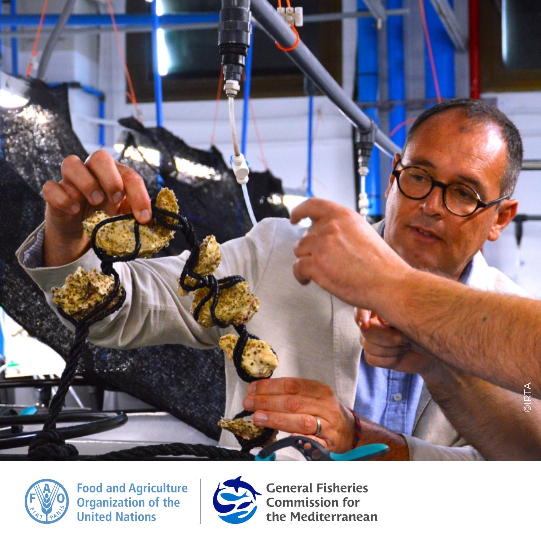 UN_FAO_GFCM's tweet photo. @FAOfish @mbernal_GFCM @asiliman_GFCM @EU_MARE @EFCA_EU @gobmapa Advancing sustainable aquaculture
The #GFCMSession adopted 2 key resolutions:
🔹a harmonized environmental monitoring programme and an initiative aimed at establishing aquaculture zones for restoration.
✅To promote ecosystem health & resilience. https://t.co/gPNKwwYKMc