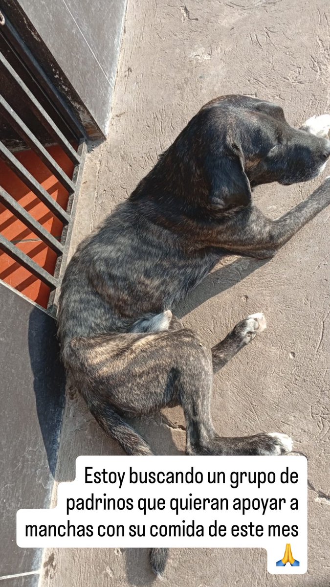 Estoy buscando un grupo de padrinos que quieran apoyar a manchas con su comida de este mes🙏