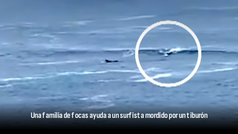 El surfista australiano Lee Berryman sobrevivió al ataque de un gran tiburón blanco en Kangaroo Island gracias a la inesperada escolta de varias focas. 
✍️ As.com 

🔗 mrf.lu/1HYv