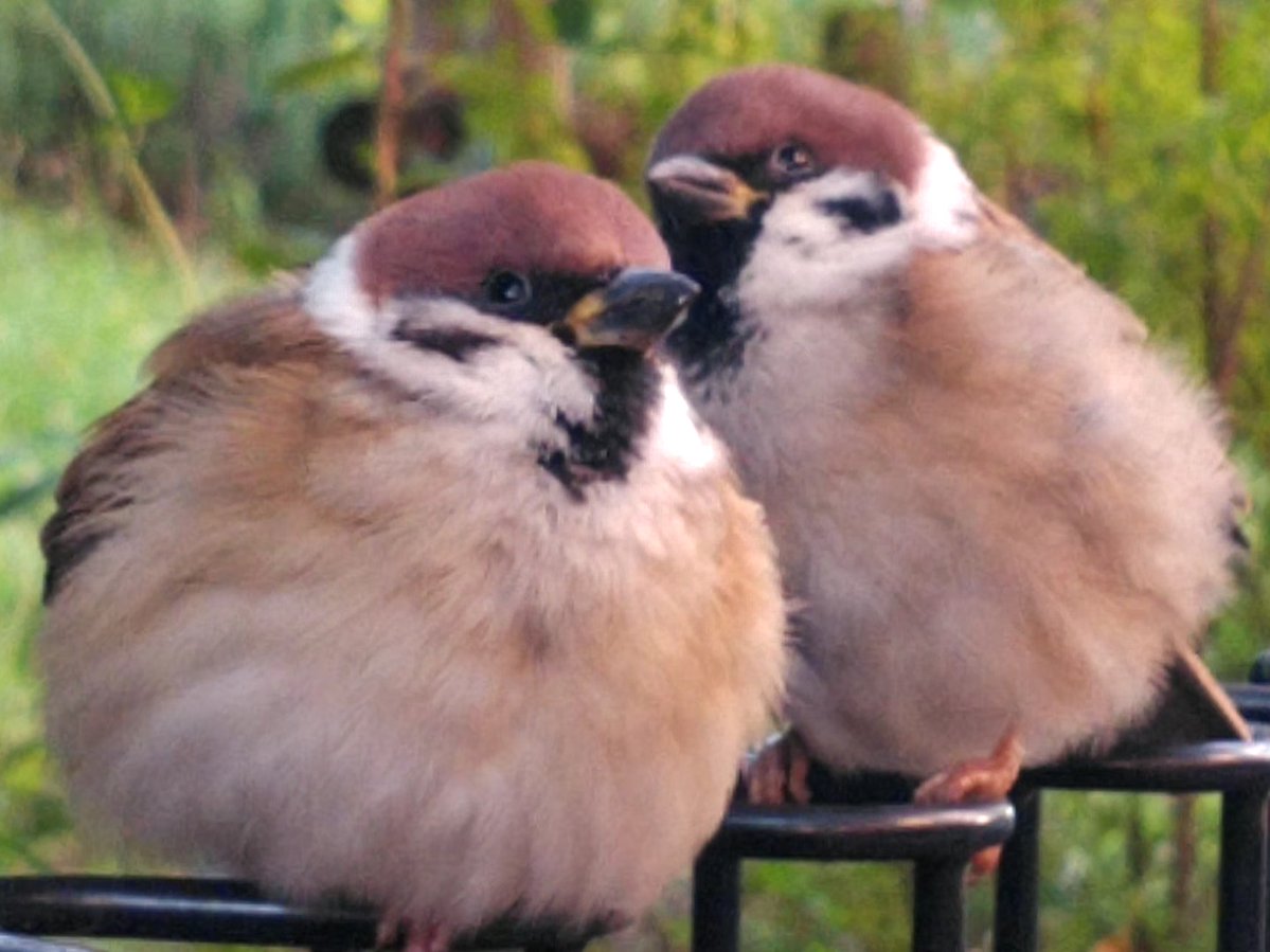 丁度良いピンボケ