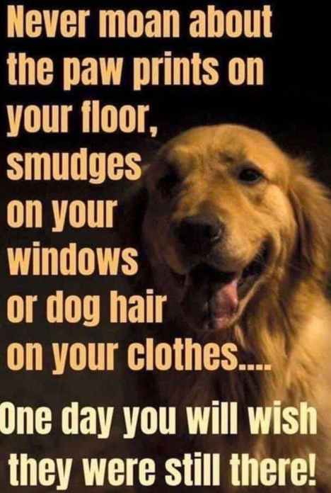 Dog Lovers tweet media