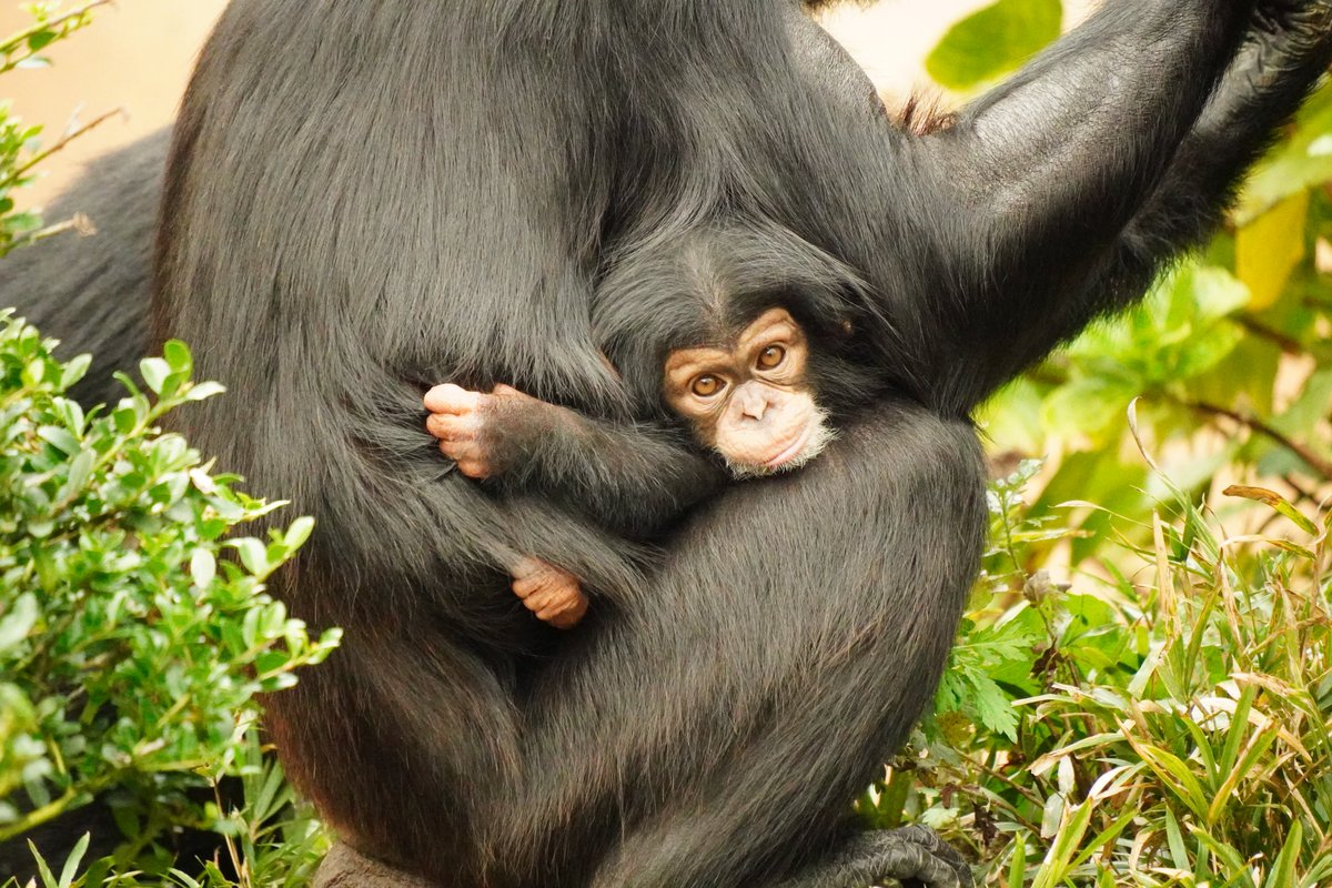 ぼーっとのすけ on X