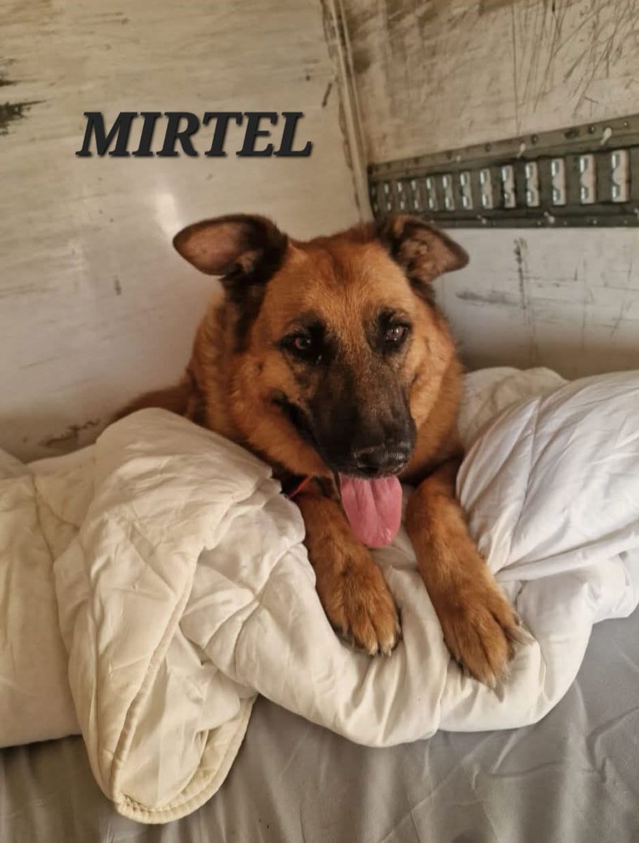 #Madrid
A #MIRTEL se le escaparon los años trabajando. Se ha hecho viejita guardando una nave, y de ella solo se han ocupado lo básico; ni caricias, ni mimos, ni paseos, que no le faltase lo justo; comida y techo.

Como pago a tanto tiempo de servicio ha acabado en el CPA, hasta