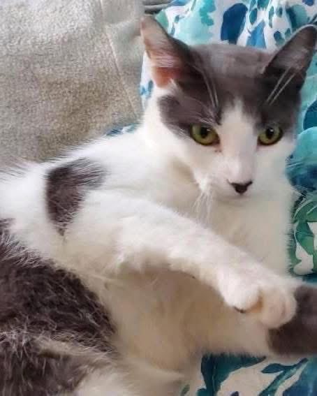 Meet Penina – she truly is a rare gem! 

Penina is full of spunk, sass &amp; a touch of mischief that keeps life interesting

She’s bold, confident &amp; never shy around new people - expect head rubs &amp; leg swirls on day one

🐾 1 YO
📍 Foster - Howell, NJ

#adoptme #RescueRidge