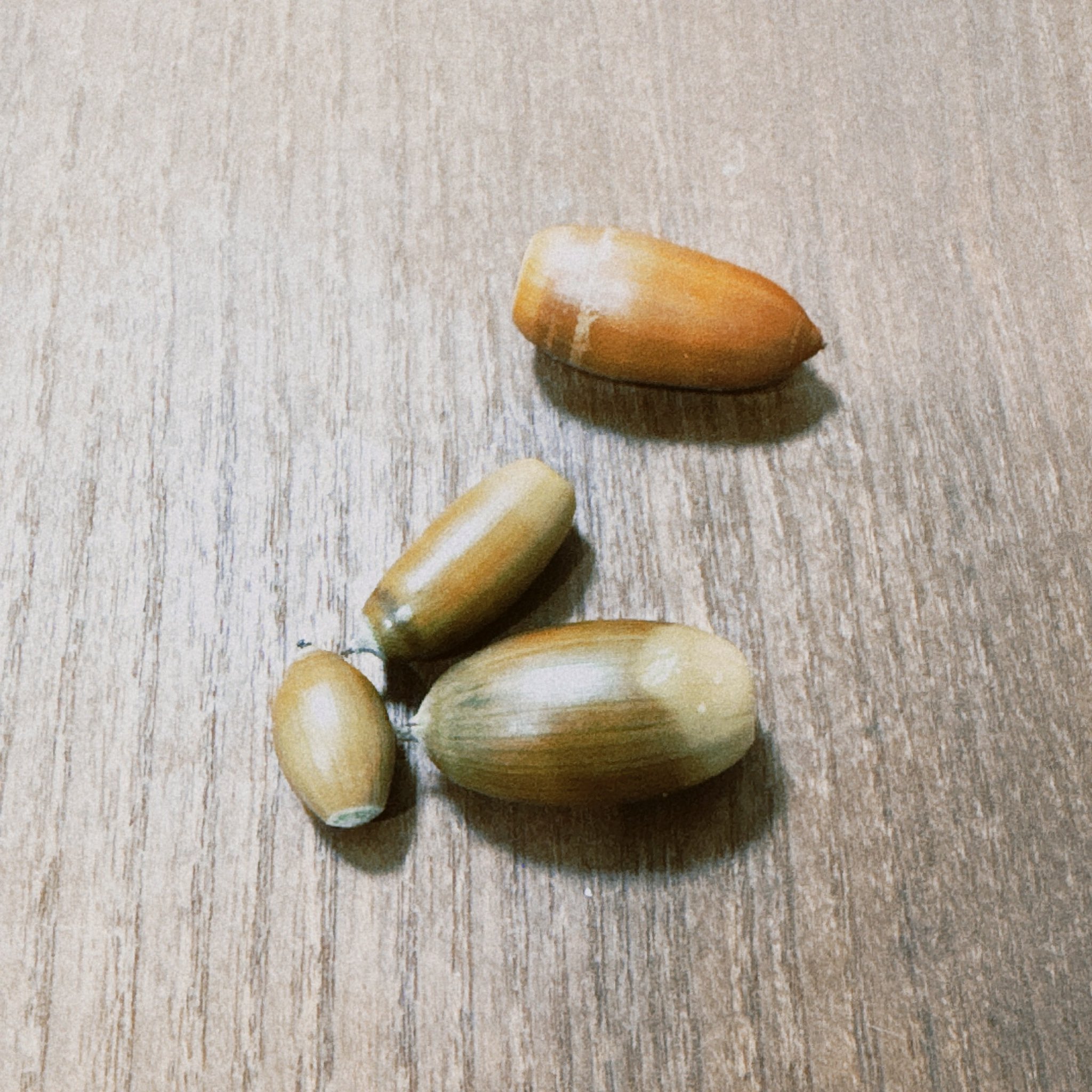 どんぐりコレクション - Search / X