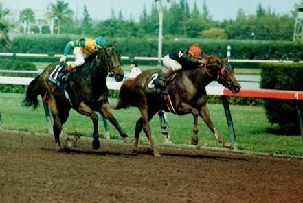 HORSERACING1002's tweet photo. DANCING SPREE🇺🇸1985
(NIJINSKY II ▪︎ BLITEY BY RIVA RIDGE)
#DancingSpree
B/O Phipps O (Ky) May 7, 1985
T/ Claude R. McGaughey III
35-10-6-9---$1,470,484
Breeder's Cup Sprint G1, Suburban H G1, Carter H G1, True North H G2, Churchill Downs H, Gulfstream Sprint Championship,
2nd N.Y.R.A. Mile G1, Whitney H G1, Westchester H G3, Forego H G2, Roseben H G3, Hallandale H,
3rd Metropolitan H G1, Commonwealth Breeder's Cup, Fall Highweight H G2, True North H G2, Super Bowl H,
Stood in France 🇫🇷 & Manor Stud 🇬🇧 Sired Belushi, Clair De Mer, Dancing Pearl, Dancing Rose, Fabiano, Flakes Of Gold, Garden Bush, Northern Jet, Paso Doble, Pierrot Solaire, Racing Pearl, Rowe Park, Spring Dance, Spring Violet,
Died February 6, 2011