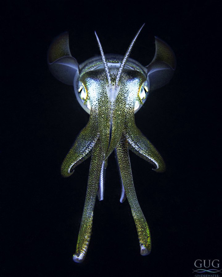 GugUnderwater's tweet image. Finally downloaded the memory card from the past 8 days of shooting, and this is the very last frame, shot tonight while collecting my bonfire lights.

#squid #cephalopod #tulamben #bali #gug