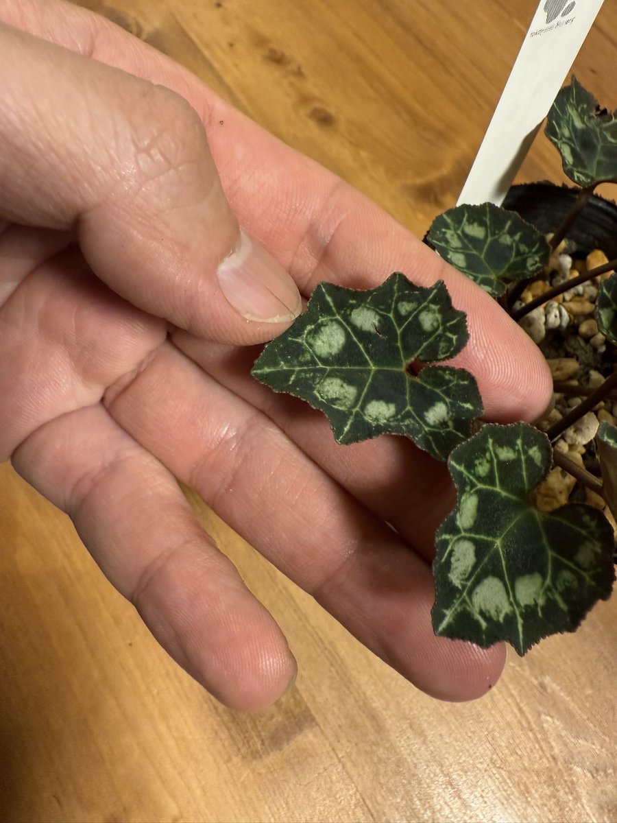 木花 i1312_1_270.jpg