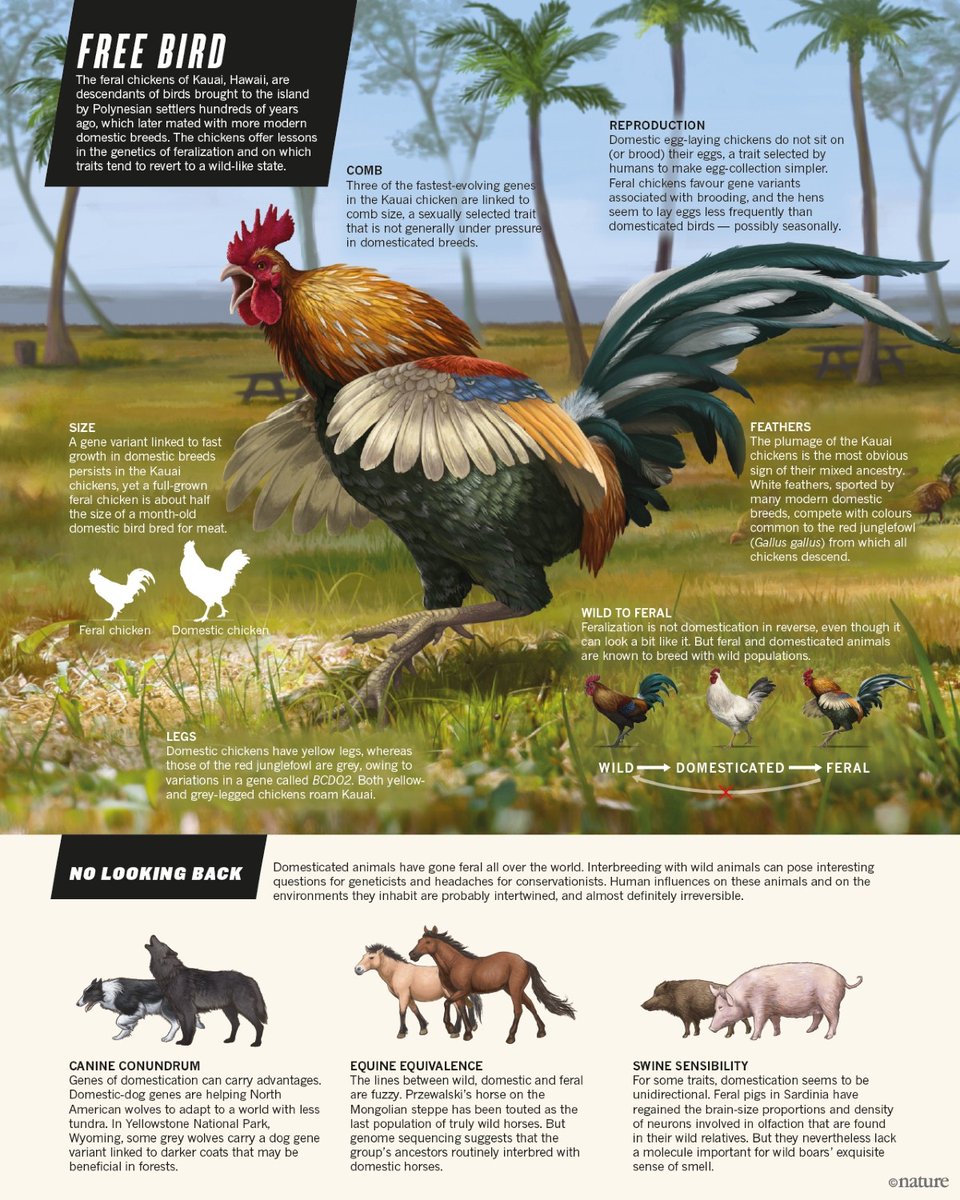 <a href="/coelacanthuss/">Arief</a> Di hawaii juga ada fenomena ini tapi di ayam. 

Cc: Callaway dari nature