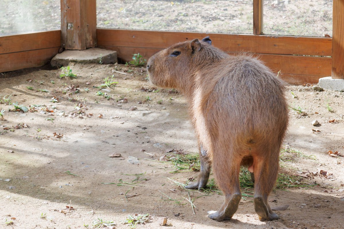 ささ @sasa.capybara (@ice3kyoudai) / Posts / X