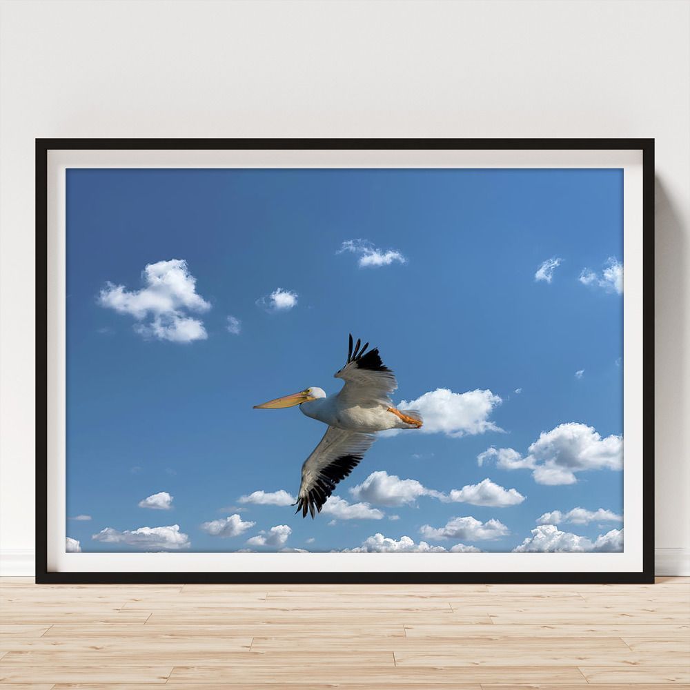 DebraMartz's tweet image. &quot;American White Pelican In Flight&quot; Framed Print by Debra Martz fineartamerica.com/featured/ameri… 

#AmericanWhitePelican #pelican #inflight #flying #clouds #bird #Birds #Aves #Avian #BirdLovers #FeatheredFriends #ornithology #photography #PhotographyIsArt #BuyIntoArt #WallArt #HomeDecor