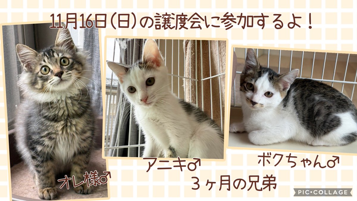 ラブとハッピー府中@里親募集中 on X