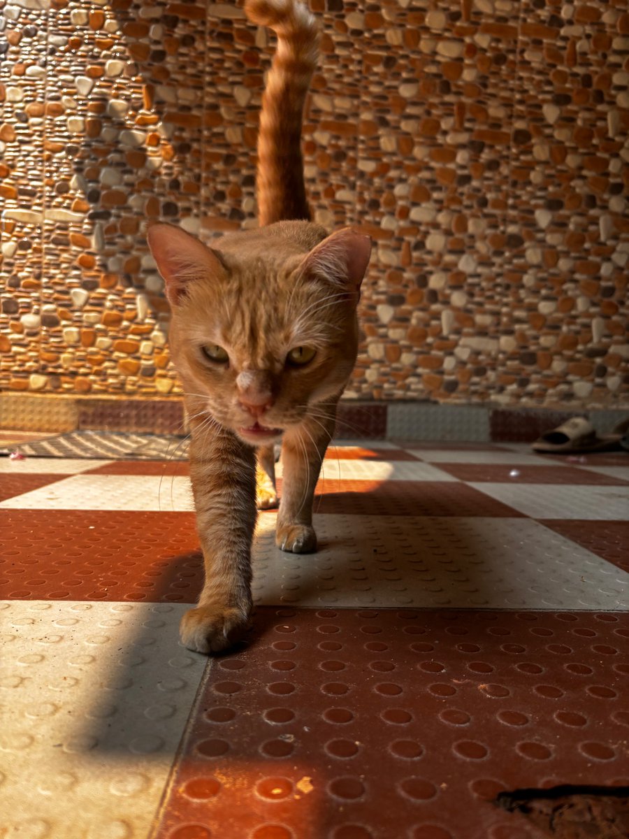 tharunanandh's tweet image. how do you find a cat’s gender