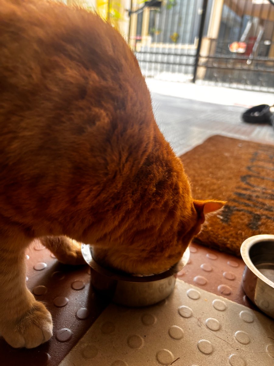 tharunanandh's tweet image. how do you find a cat’s gender