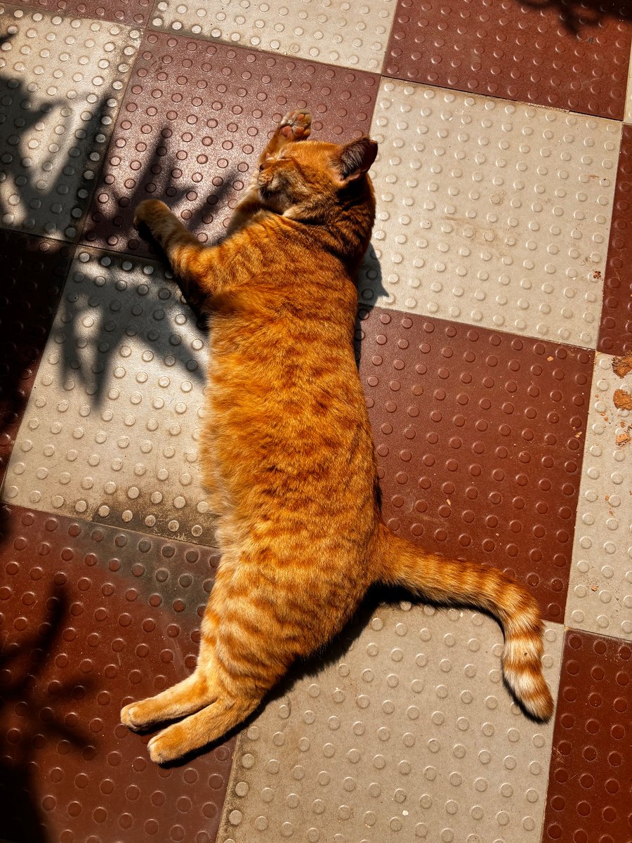 tharunanandh's tweet image. how do you find a cat’s gender