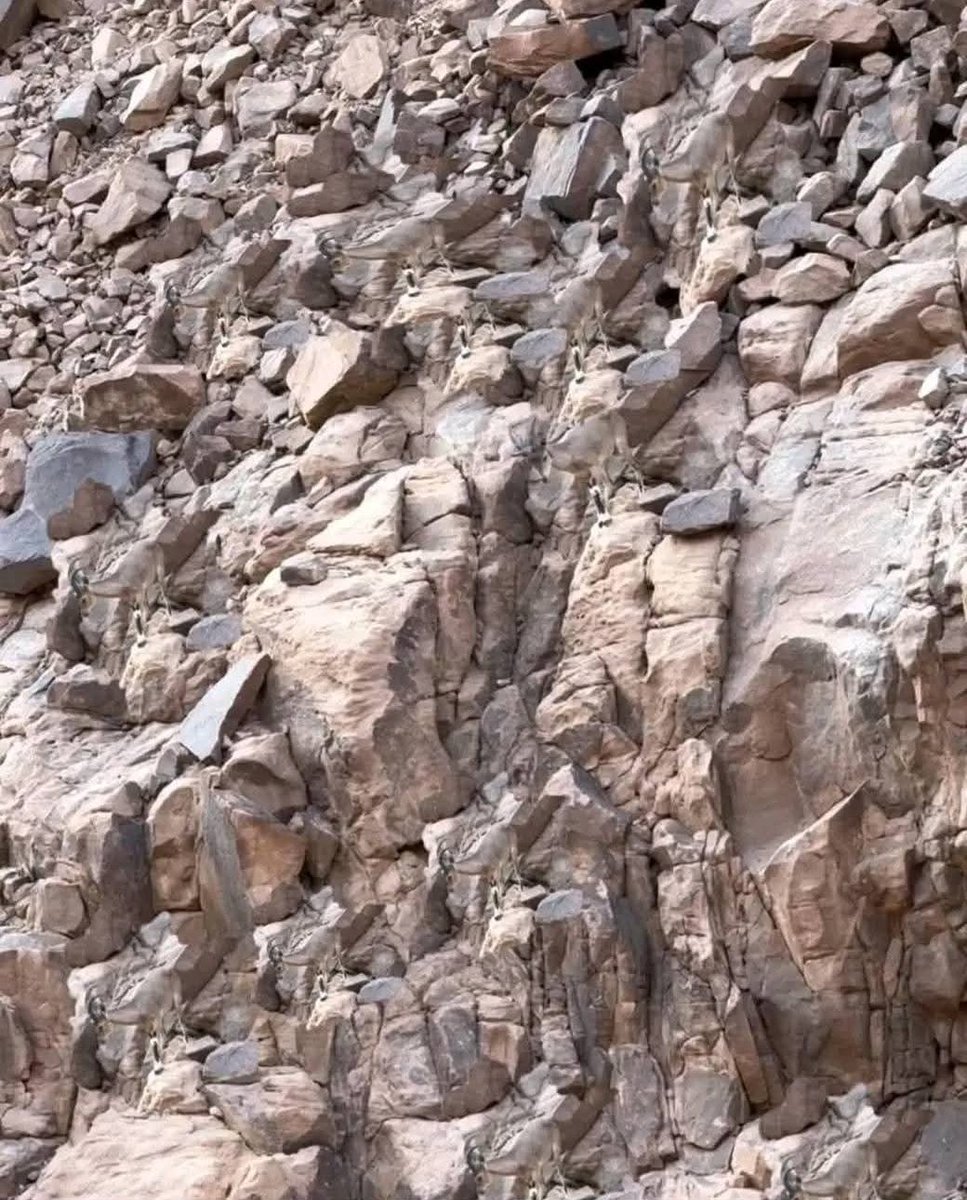 كم عدد الغزلان الموجودة داخل الصورة ‼️