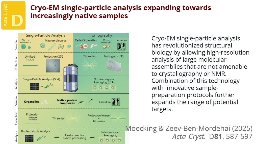 ActaCrystD's tweet image. Examples given in this review show that cryo-EM single-particle analysis has become a discovery tool for de novo protein identification and complex stoichiometry in more complex and thicker samples @uniutrecht #SingleParticleAnalysis #InSitu #CryoEM doi.org/10.1107/S20597…