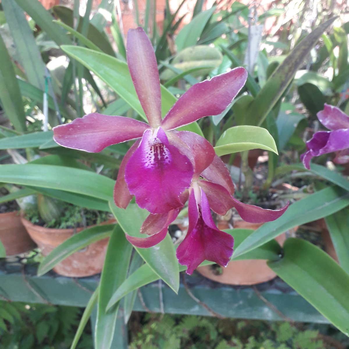 luiser2020's tweet image. Hermoso lunes para todos y todas.