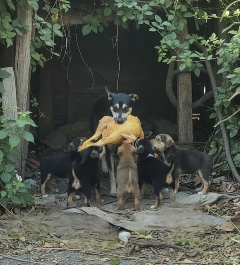 Disculpe señor pollero, mi familia me espera con hambre. 🥹🐾