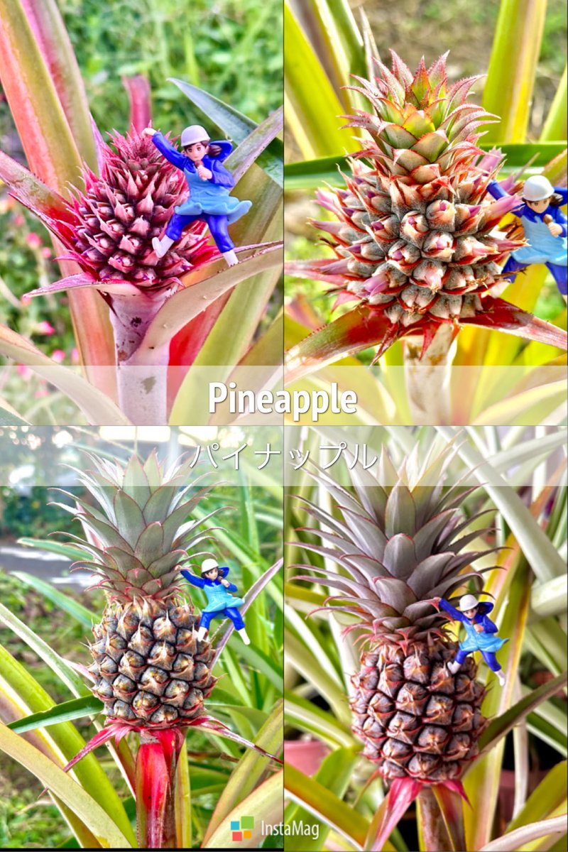 ﾊﾟｲﾅｯﾌﾟﾙ