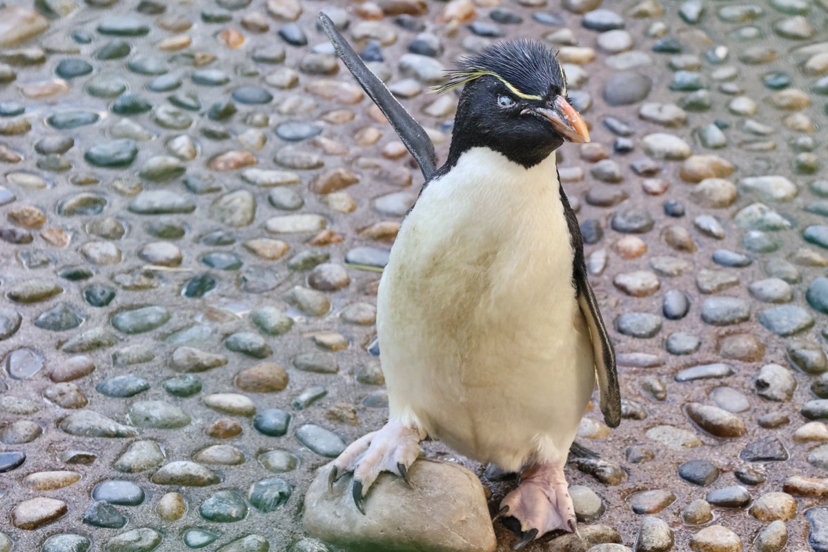 もっさん もっさん (@mossankappa) / Posts / X