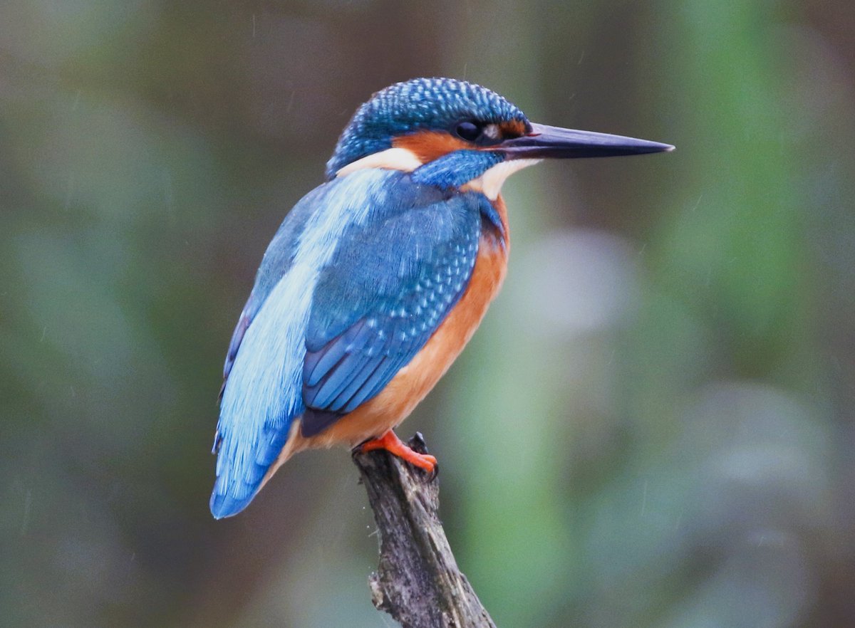 Kingfisher photographed at Chard Res over the weekend. <a href="/Britnatureguide/">The British Nature Guide</a> <a href="/NatureUK/">NatureUK</a> <a href="/Natures_Voice/">RSPB</a> #TwitterNatureCommunity
