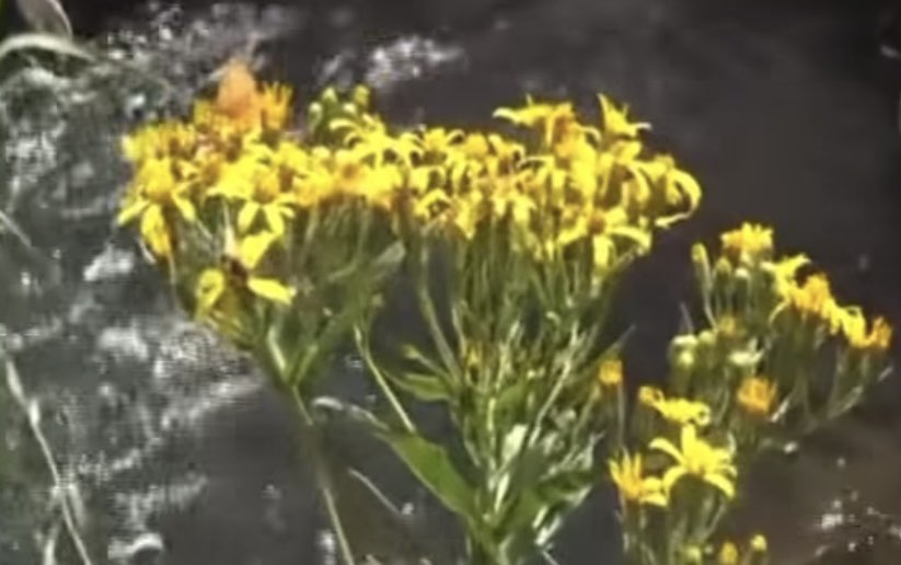 İnsanın en büyük kazancı, elinden gelenin en iyisini dürüstlükle ve coşkuyla yaparken bulduğu huzurdur.