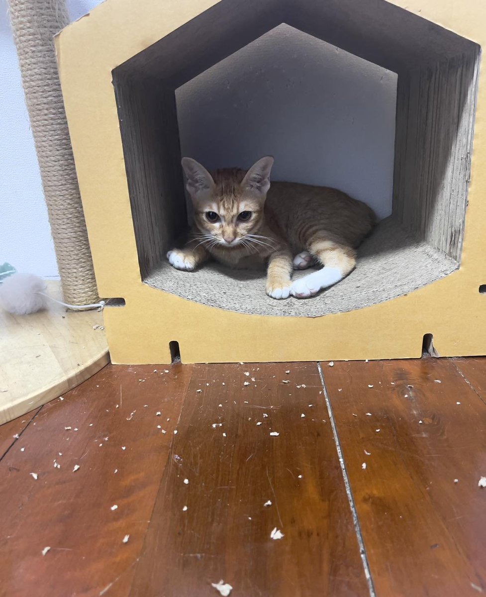 translated cats tweet media