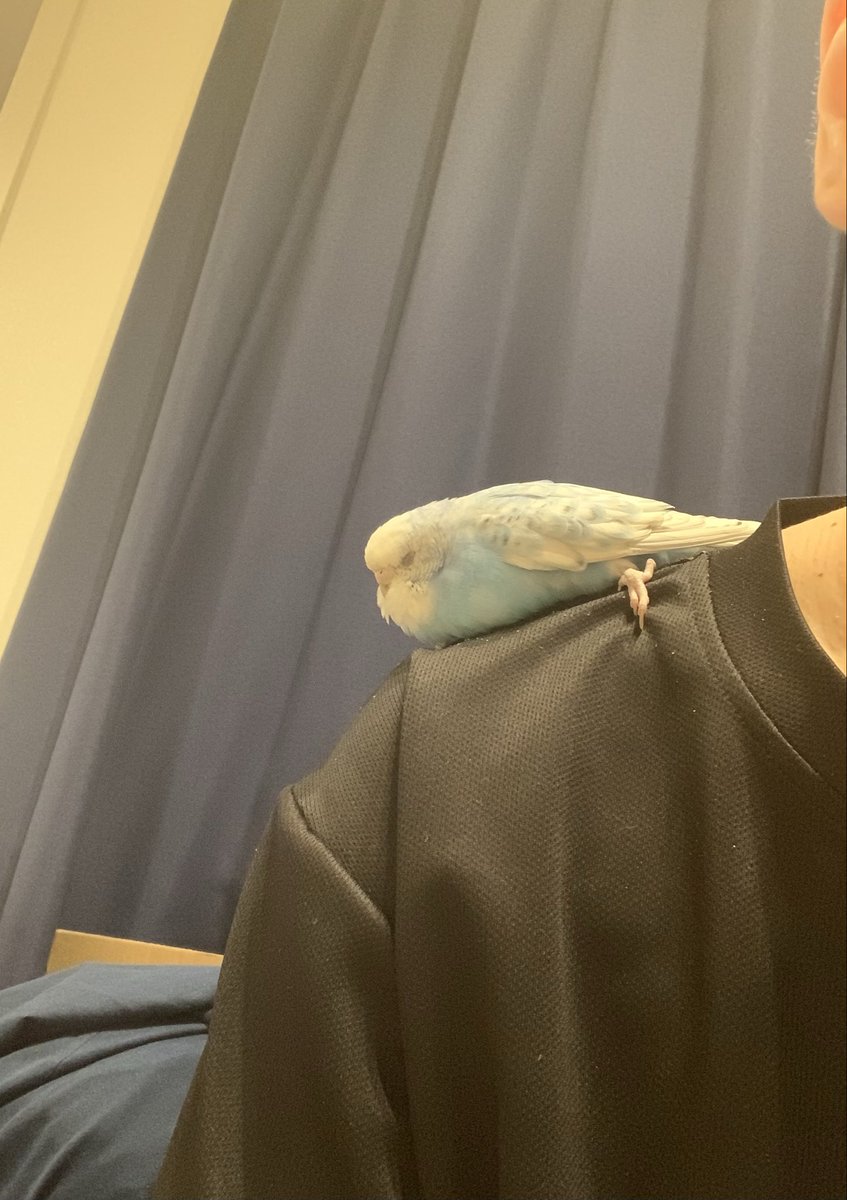 変な寝方してたときのしゅが
#日刊剛毛