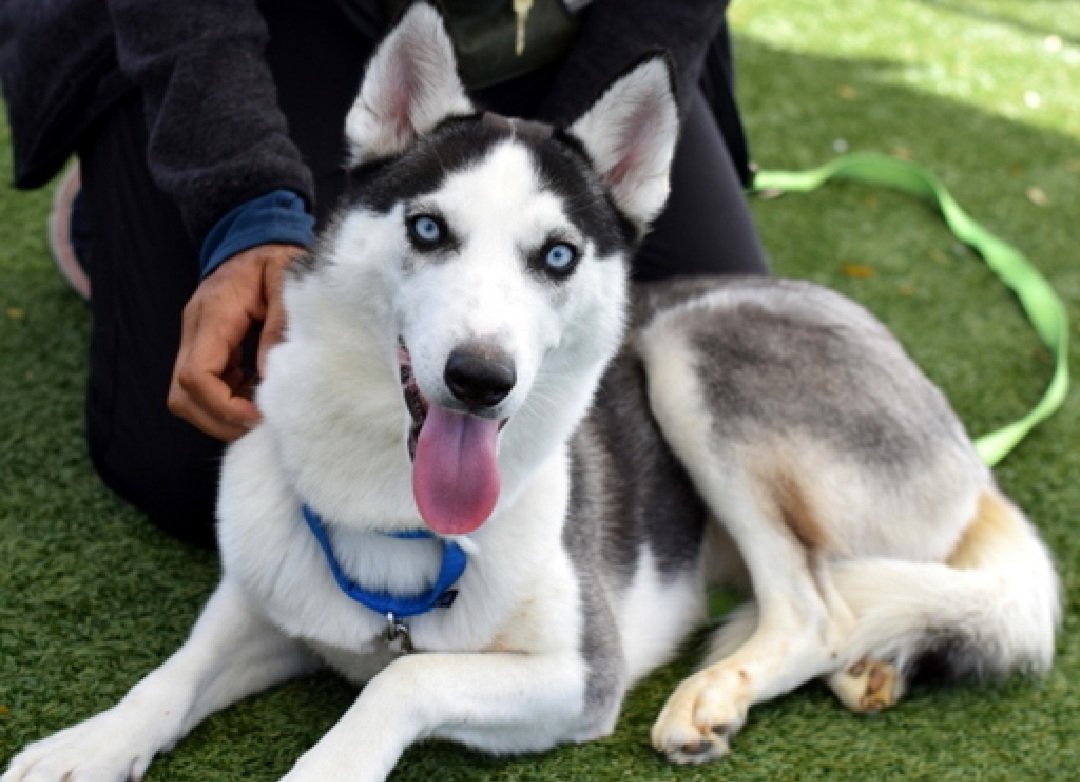 MorgFairsdogs's tweet image. Wonderful News!
Sheva has been reserved by a New Hope Partner 🎉🥳

Please wait for freedom pics and info from @TAPNYACC to honor your pledges