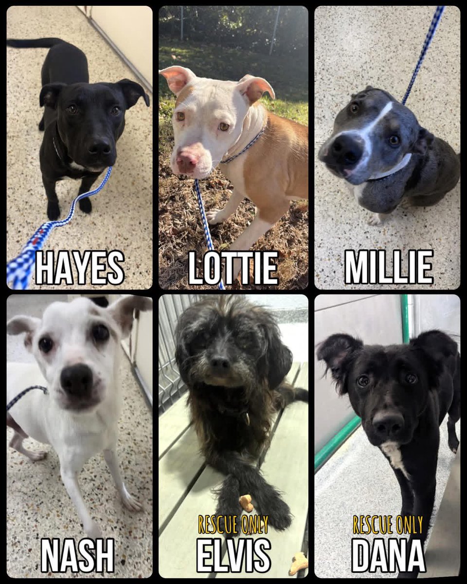 LacDonna's tweet image. 🐾 6 Dogs at the Rocky Mount Animal Shelter Need Help This Week!

Share, pledge, foster, adopt, or rescue — help us help them! 

Hayes – 6-month-old Lab mix. Playful, smart, and loves everyone.
Lottie – Sweet 2-year-old Pit mix. Friendly, quiet, and good with other dogs.