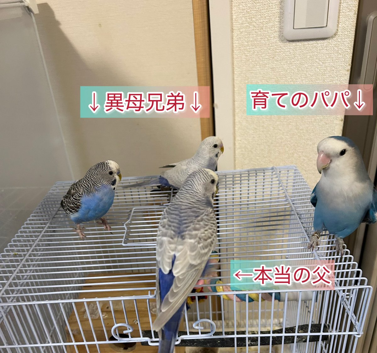 仲良しインコ りーちゃん@トリノス on X