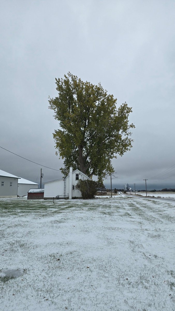 Our big cotton wood tree has rejected early winter and still is quite green yet.   #ontag