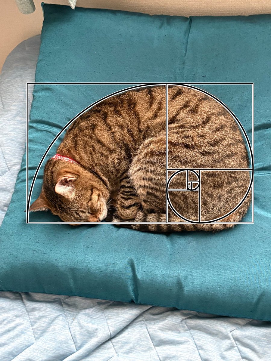 見事なまでに1:1.618の黄金螺旋。
猫は、ダ・ヴィンチであり、富嶽三十六景であり、サグラダファミリアであり、台風であり、果ては宇宙の星雲である。
そりゃ壮大で美しいわけですよね。