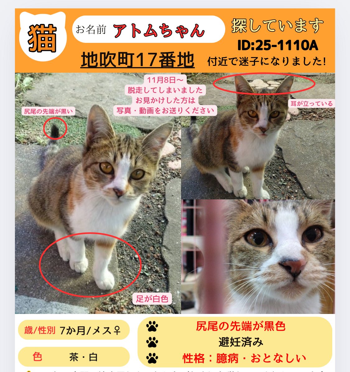 キャットプロ株式会社 on X