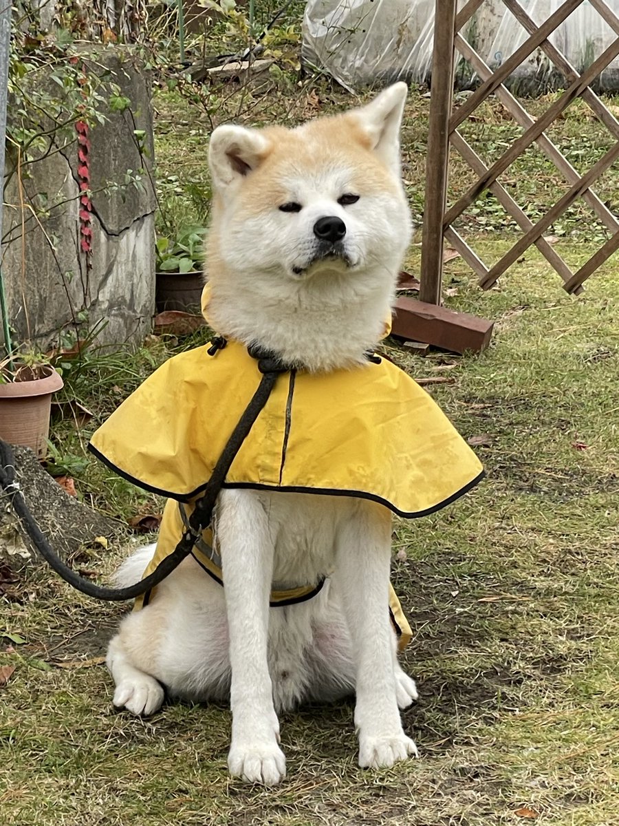 秋田犬 五元(イモト) on X