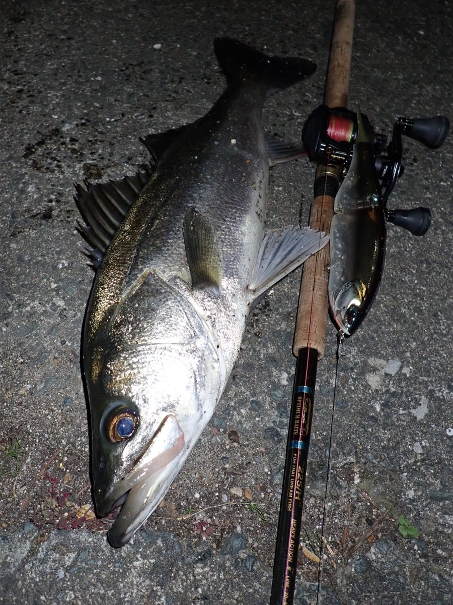 tabaz_'s tweet image. 初めてまじめにK9使ってみたら釣れた
久々に魚釣って手が震えた
使い方はX80と一緒な気がする