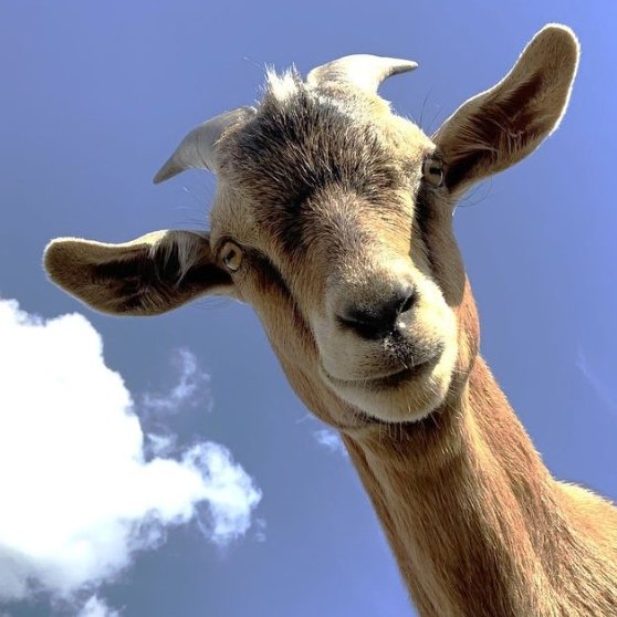 📅 10th November 2025 
🏷️ Instagram/tiny_hooves_sanctuary
💕 #animaloftheday