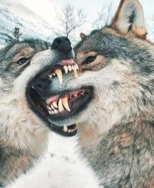 space_treasure8's tweet image. When a wolf realizes that it is losing a fight against another and understands that there is no chance of victory, it makes an unexpected decision: it peacefully offers its jugular to its opponent, as if to say: &quot;I lost, let&apos;s get this over with.&quot; &quot;But in that very moment,…