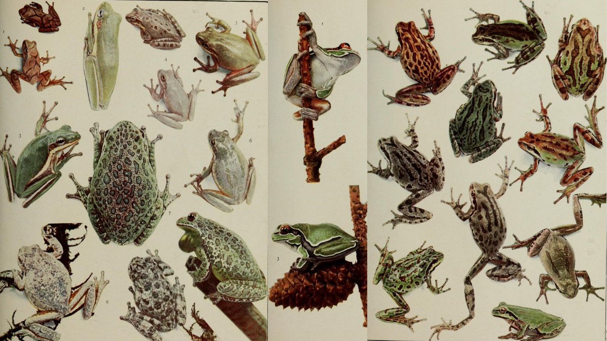 BioDivLibrary's tweet image. Mary Cynthia Dickerson was the 1st curator of herpetology at @AMNH. She authored &quot;The Frog Book&quot; (1906), describing North American toads and frogs. Explore it in #BHLib thanks to the @uoftlibraries Robarts Library ➡️ biodiversitylibrary.org/page/31830673  #HerNaturalHistory #HERpers 🐸