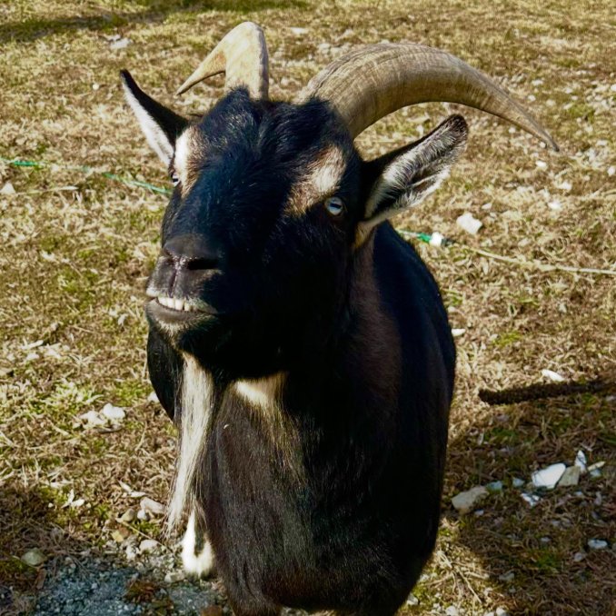 📅 11th November 2025
🏷️ Instagram/healanimalrescue
💕 #animaloftheday