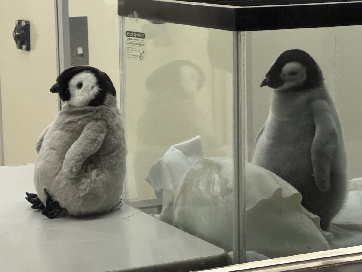 ペンギン　ロボット じゅんぺー on X