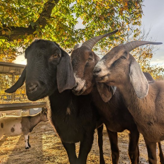 📅 12th November 2025
🏷️ Instagram/buttercupsgoats
💕 #animaloftheday
