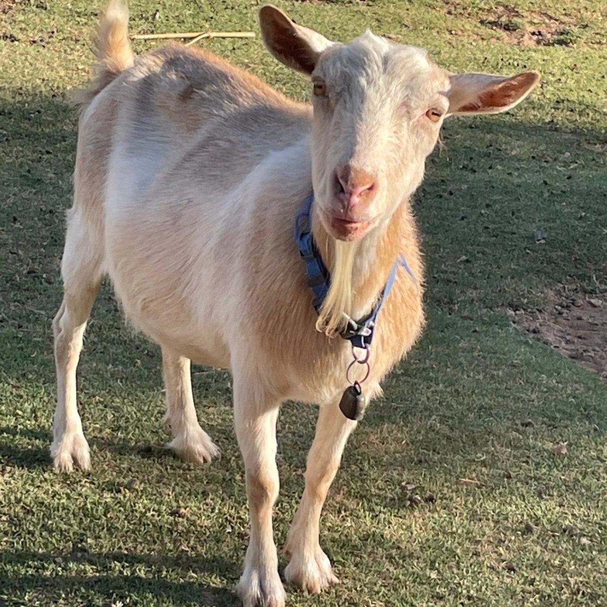 📅 13th November 2025
🏷️ Instagram/goatswithhornsanimalsanctuary
💕 #animaloftheday